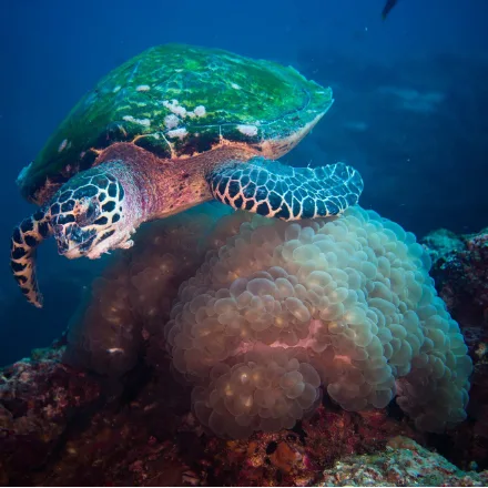 Hawksbill Turtle, overlapping amber-brown shell plates, narrow pointed beak, serrated shell rear.