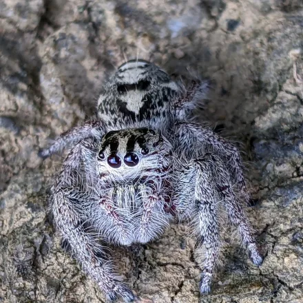 Heavy Jumping Spider, stocky furry grey-brown spider with two very large forward-facing eyes, moves in short hops.