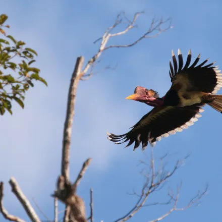 Helmeted hornbill in flight