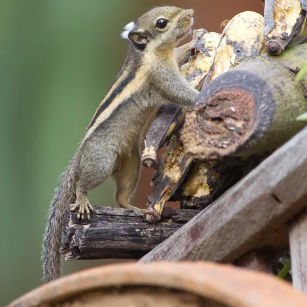 Himalayan Striped Squirrel, very small, cream and dark back stripes, striped cheeks, quick movements, photographed in Kaeng Krachan.
