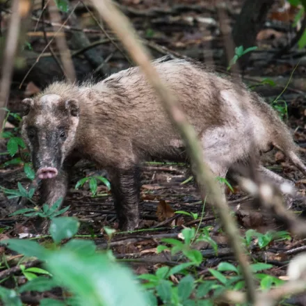 Hog Badger, stocky, grizzled grey, black-and-white face stripes, pink pig-like snout.