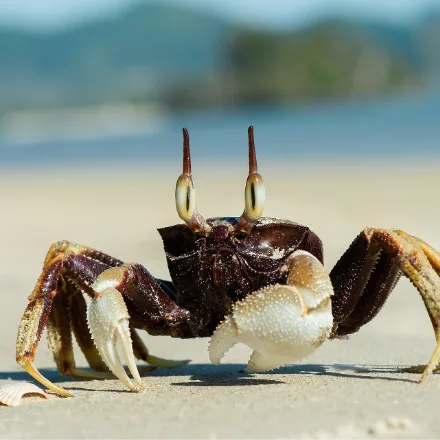 Horn-eyed Ghost Crab, pale sandy square-bodied crab, stalked eyes with a horn projecting above each, very fast.