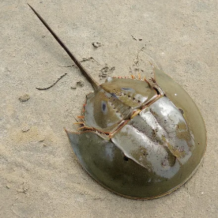 Indo-Pacific Horseshoe Crab, domed horseshoe-shaped shell, long rigid tail spine, ten legs beneath, ploughing shallow sand.