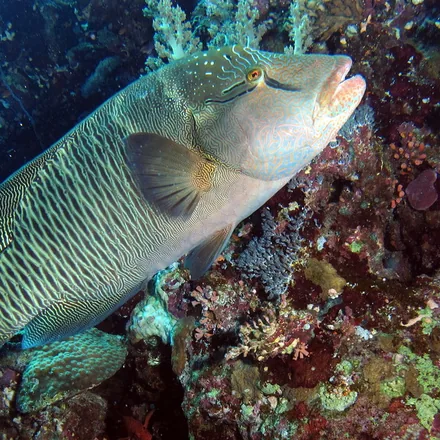 Humphead Wrasse (Napoleon Wrasse)