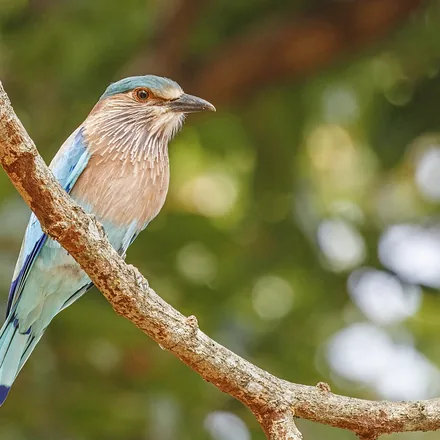 Indian Roller, stocky, lilac-brown at rest, bright turquoise and dark-blue wing bands in flight.