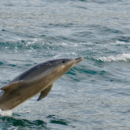 Indo-Pacific Bottlenose Dolphin, grey dolphin, long slender beak, spots on the belly in older adults.