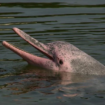 Indo-Pacific Humpback Dolphin, pale grey to pink dolphin with a low fin on a thickened dorsal ridge.