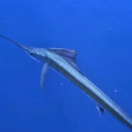 Indo-Pacific Sailfish