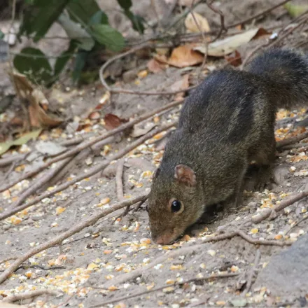 Indochinese Ground Squirrel, small brown ground squirrel, pale-and-dark flank stripes, terrestrial.