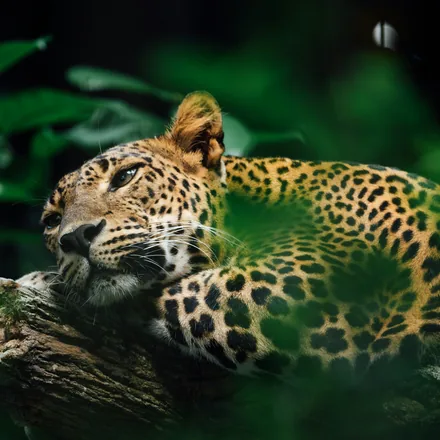 Leopard resting along a tree branch
