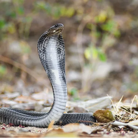 Indochinese Spitting Cobra, grey to black cobra with pale blotches, hoods up and can spray venom.