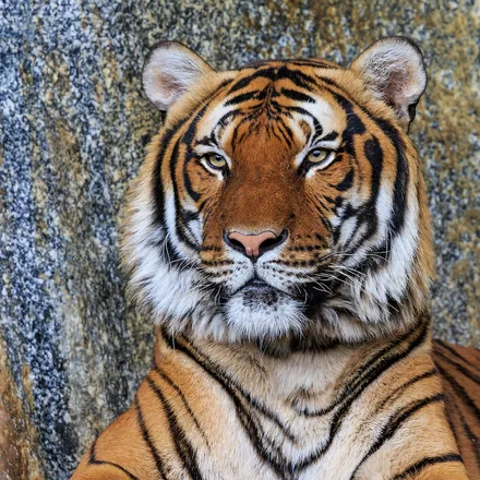 Indochinese tiger resting against a granite boulder