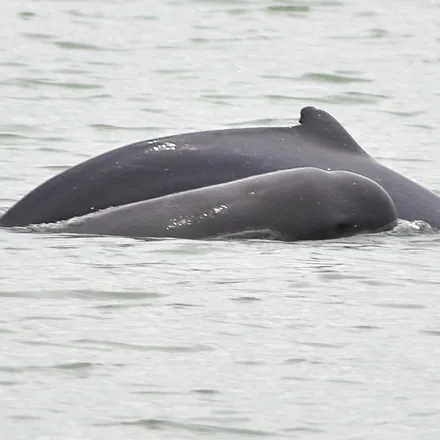 Irrawaddy dolphin surfacing, showing its blunt head