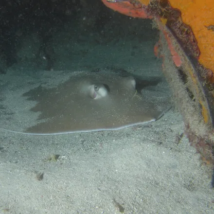 Jenkins Whipray, broad sandy-brown ray with a row of thorns along the midline and a very long whip tail.