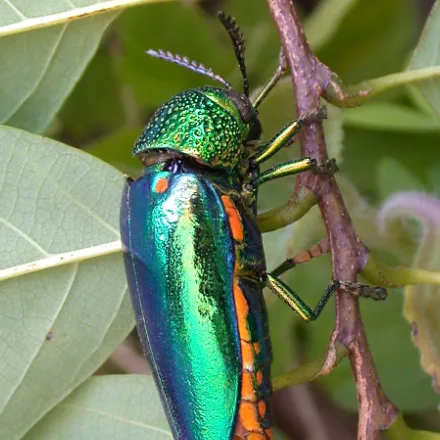 Jewel Beetle, stout beetle with brilliant metallic emerald-green wing cases