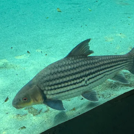 Jullien's Golden Carp, elongate gold-silver body with four or five dark lengthwise stripes, reddish fins.