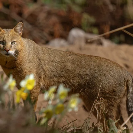 Jungle Cat, sandy-grey, long legs, small ear tufts, short dark-ringed tail