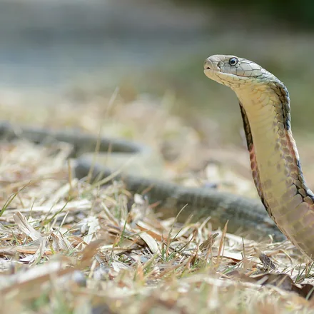 King cobra raised and alert on the forest floor