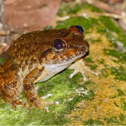 Kuhl's Creek Frog, squat brown frog with a broad head, warty skin, males with bony tusks on the lower jaw.