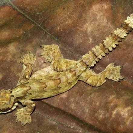 Kuhl's Flying Gecko, bark-patterned, skin flaps along body and tail, fully webbed feet.