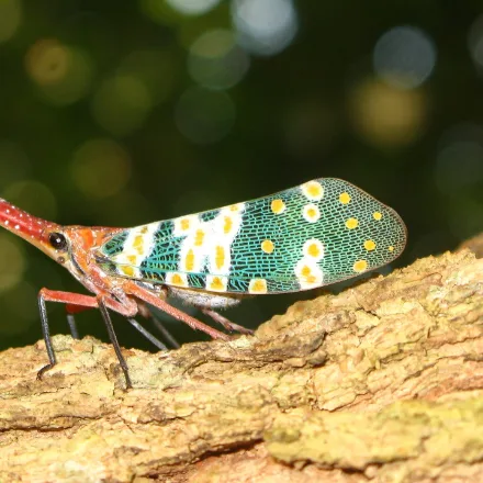 Lantern Bug, colourful planthopper, long upturned red snout, green and spotted wings