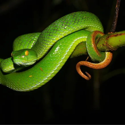 Large-eyed Pit Viper, bright green pit viper with very large eyes, vertical pupils, heat pit, often a pale lateral stripe in males.