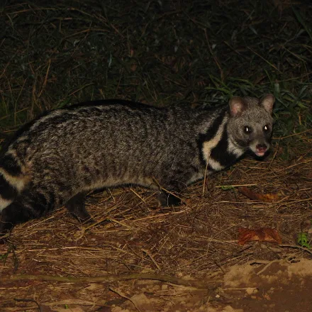 Large Indian Civet, large, grey with black markings, dorsal crest, black-and-white ringed tail