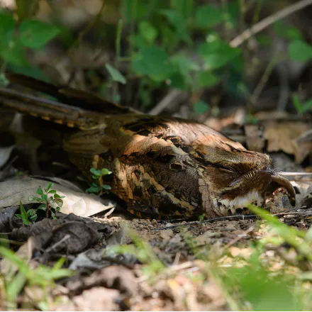 Large-tailed Nightjar, cryptic brown nightjar, white wing and tail patches in male, long tail.