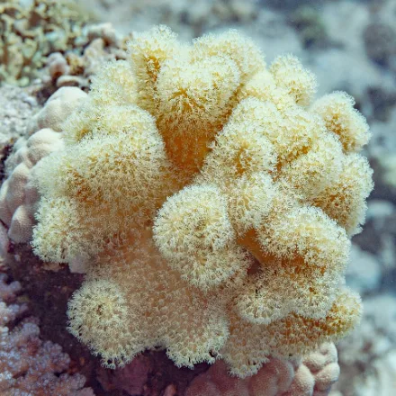Toadstool Leather Coral