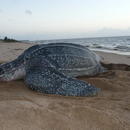 Leatherback turtle on a nesting beach