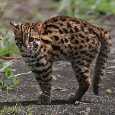 Leopard Cat, small, tawny with black spots, white muzzle, dark cheek stripes, spotted legs.