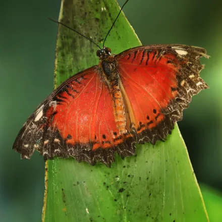 Leopard Lacewing, orange butterfly, lacy black-and-white margins, filigree underside.
