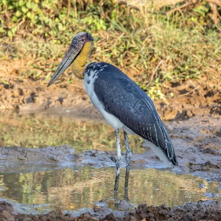 Lesser Adjutant, very tall stork, bare yellowish head, heavy pale bill, dark back, white belly.