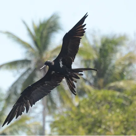 Lesser Frigatebird, all-dark seabird with very long angular wings and a deeply forked tail, white flank patches, soaring effortlessly.