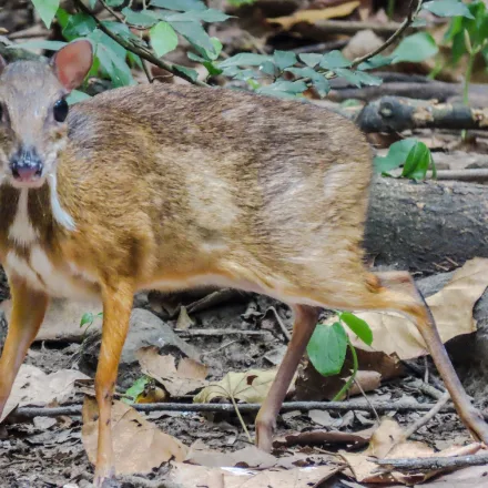 Lesser Mouse-deer, tiny, hornless, rounded back, slim legs, white throat stripes, male canines.