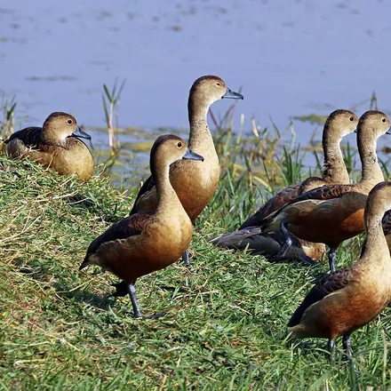Lesser Whistling Duck, small chestnut-brown duck, grey face, dark cap, whistling call, tree-perching.