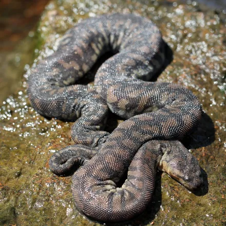 Little File Snake, baggy loose grey and white banded skin, rough granular scales, tiny eyes on top of the head