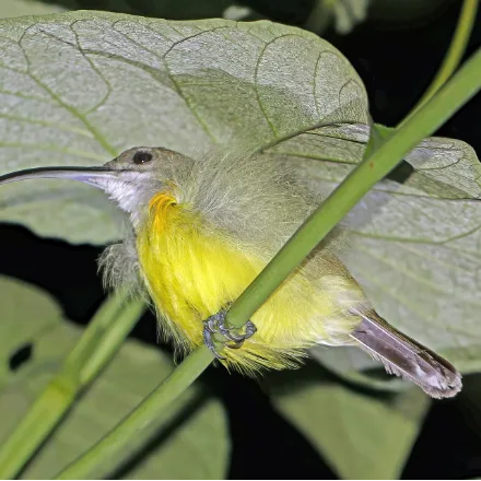 Little Spiderhunter, plain olive above, yellow below, very long down-curved bill.