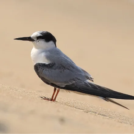 Little Tern, very small tern with a yellow black-tipped bill, white forehead, black cap