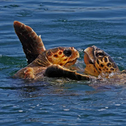 Loggerhead Turtle, very large head, reddish-brown heart-shaped shell, five pairs of costal scutes.