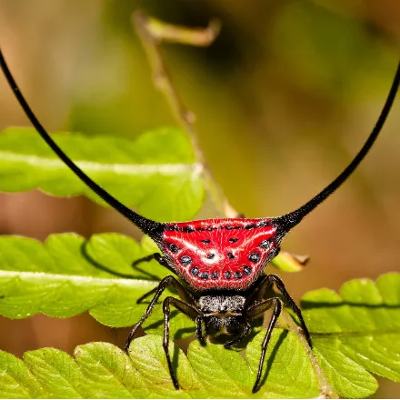Long-horned Orb-weaver, tiny hard-bodied spider, black, red and yellow, with two very long curved spines arching from the abdomen.