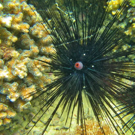 Long-spined Sea Urchin, long fine black venomous spines, orange ring on the body, active at night.