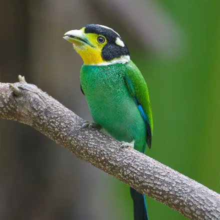 Long-tailed Broadbill, green broadbill, black cap, blue crown patch, yellow face, long blue tail.