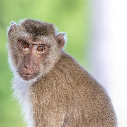 Long-tailed Macaque, grey-brown, very long tail, backswept crown crest, pale cheek whiskers.