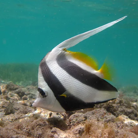 Longfin Bannerfish, white fish, two broad black bars, long white dorsal streamer.