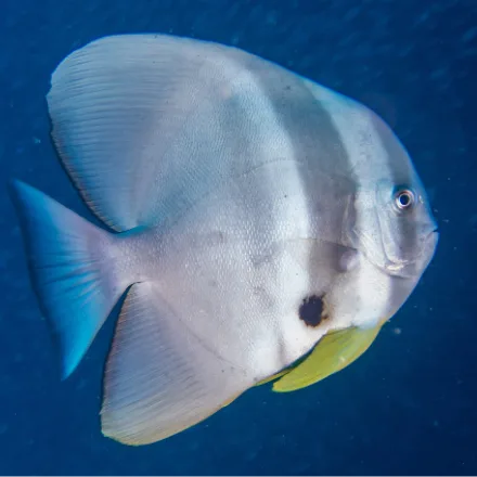 Longfin Batfish, very tall disc-shaped silver body, faint dark bars, long fins in juveniles.