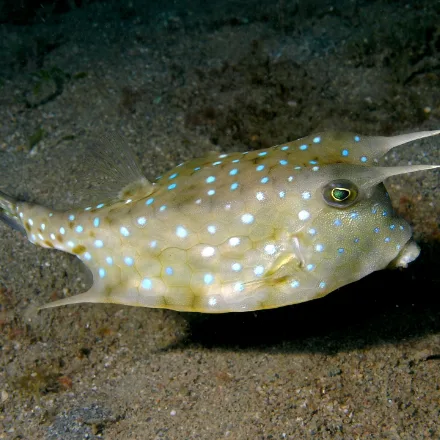 Longhorn Cowfish