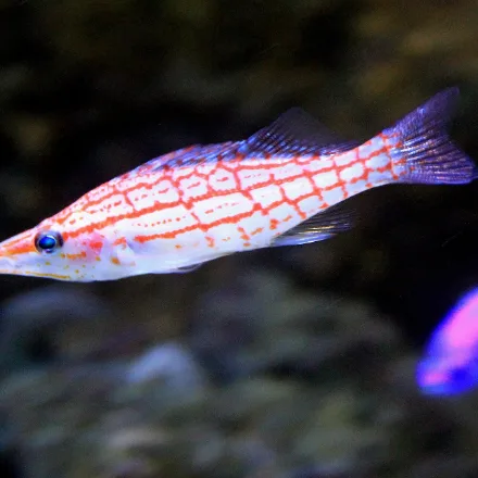 Longnose Hawkfish