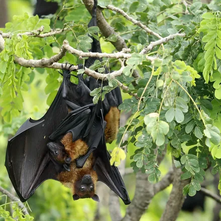 Lyle's flying fox hanging in a daytime roost