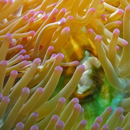The mouth and tentacles of a magnificent sea anemone